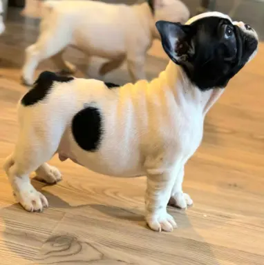 Buldog francuski – szczenięta najwyższej klasy 10