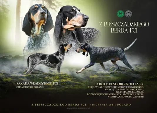 Mały gończy gaskoński - ZAPOWIEDZ LISTOPAD 2025 1