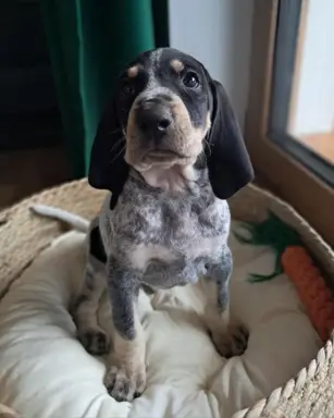 Mały gończy gaskoński - ZAPOWIEDZ LISTOPAD 2025 2