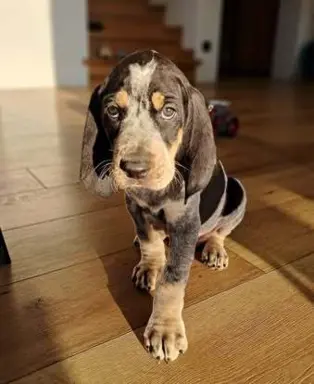 Mały gończy gaskoński - ZAPOWIEDZ LISTOPAD 2025 3