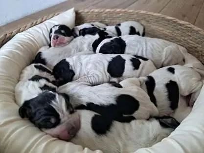 Mały gończy gaskoński - ZAPOWIEDZ LISTOPAD 2025 4