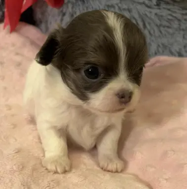 Prześliczna maleńka sunia rasy chihuahua 1