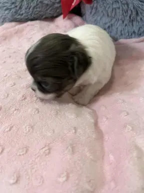 Prześliczna maleńka sunia rasy chihuahua 3