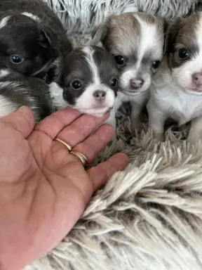 Prześliczna maleńka sunia rasy chihuahua 4