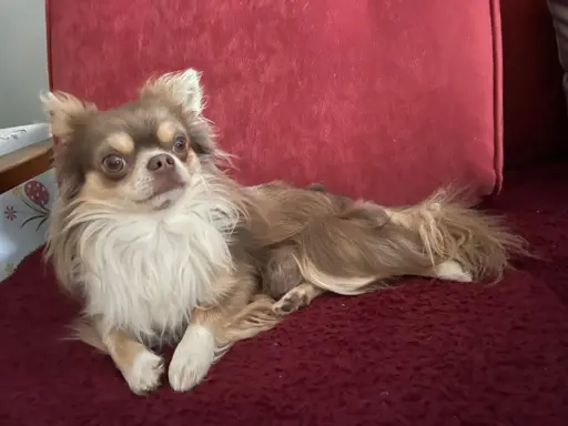 Prześliczna maleńka sunia rasy chihuahua 2