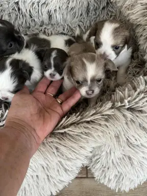 Prześliczna maleńka sunia rasy chihuahua 5