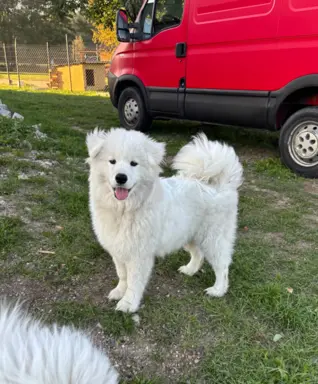 Szczenię Samoyed 2