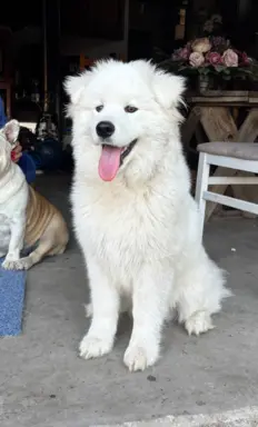 Szczenię Samoyed 3