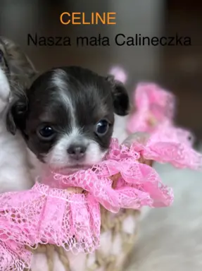 Prześliczna maleńka sunia rasy chihuahua 1