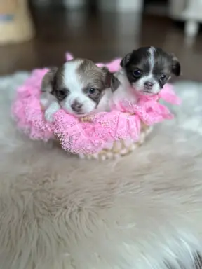 Prześliczna maleńka sunia rasy chihuahua 7