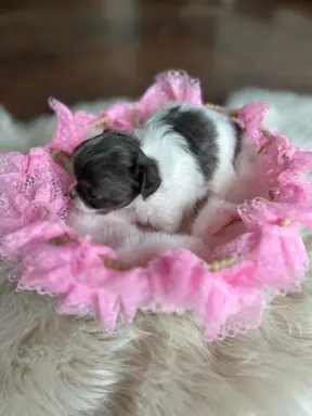 Prześliczna maleńka sunia rasy chihuahua 8