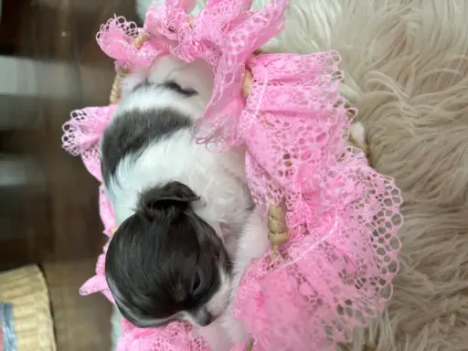 Prześliczna maleńka sunia rasy chihuahua 9