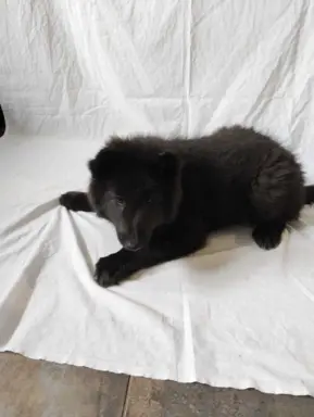 Owczarek belgijski groenendael psy 1