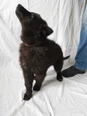 Owczarek belgijski groenendael psy 2