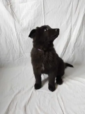 Owczarek belgijski groenendael psy 4