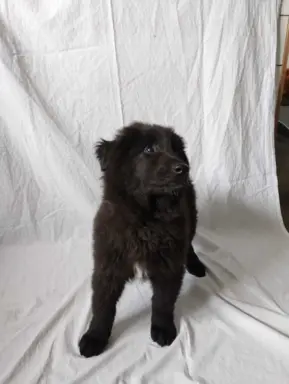 Owczarek belgijski groenendael psy 5