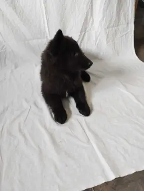 Owczarek belgijski groenendael psy 6