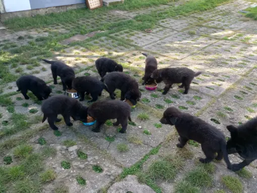 Owczarek belgijski groenendael psy 7