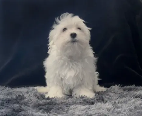 Maltańczyk - dostępny piesek 3