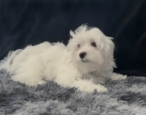 Maltańczyk - dostępny piesek 2