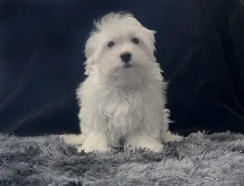 Maltańczyk - dostępny piesek 5