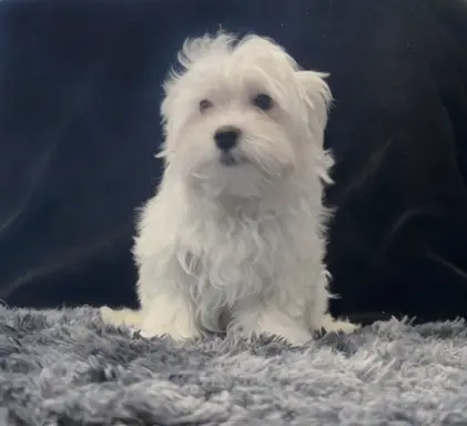 Maltańczyk - dostępny piesek 1