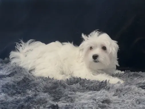 Maltańczyk - dostępny piesek 4