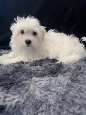 Maltańczyk - dostępny piesek 7