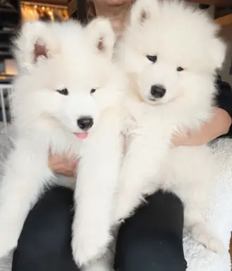 Samoyed piesek 8 miesięcy 5