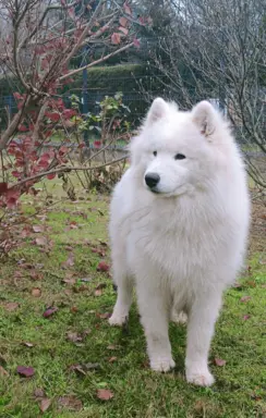 Samoyed piesek 8 miesięcy 2