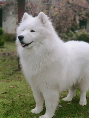 Samoyed piesek 8 miesięcy 1