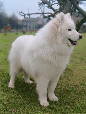 Samoyed piesek 8 miesięcy 3