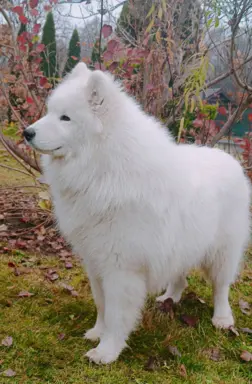 Samoyed piesek 8 miesięcy 4