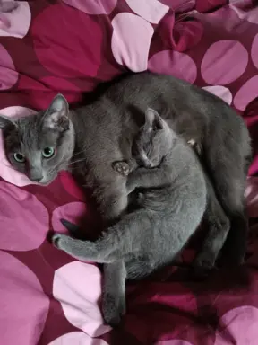 Koteczka, Rosyjski Niebieski rodowód PZF / WCF 2