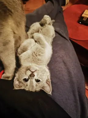 Koteczka, Rosyjski Niebieski rodowód PZF / WCF 3