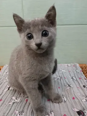 Koteczka, Rosyjski Niebieski rodowód PZF / WCF 1