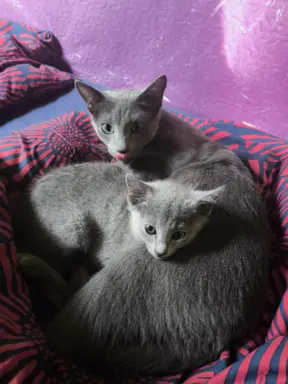 Koteczka, Rosyjski Niebieski rodowód PZF / WCF 4