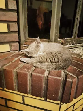 Koteczka, Rosyjski Niebieski rodowód PZF / WCF 5