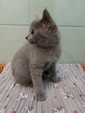 Koteczka, Rosyjski Niebieski rodowód PZF / WCF 6