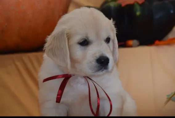 Golden Retriever szczenięta ZKWP FCI 1