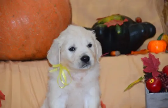 Golden Retriever szczenięta ZKWP FCI 4