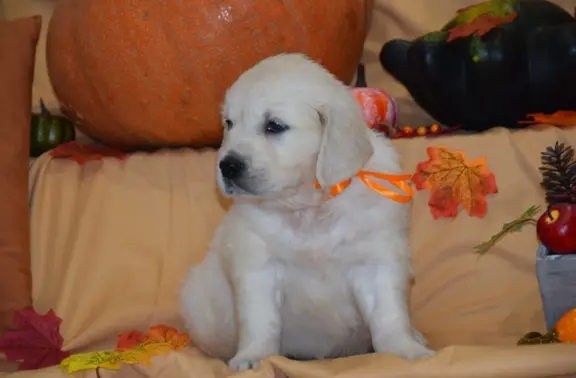 Golden Retriever szczenięta ZKWP FCI 2