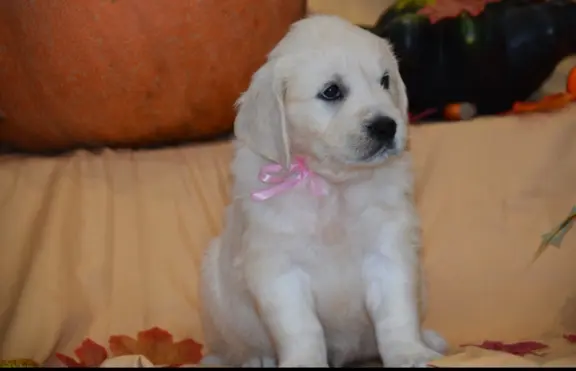 Golden Retriever szczenięta ZKWP FCI 5