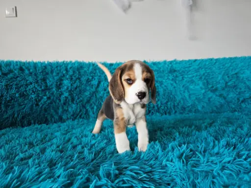 BEAGLE-szczeniaczki po champ., ZKwP/ FCI, mniejsze w typie 2