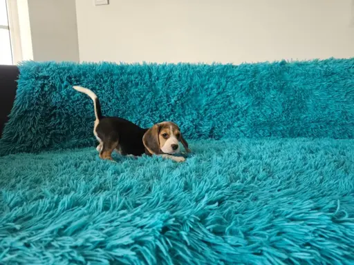 BEAGLE-szczeniaczki po champ., ZKwP/ FCI, mniejsze w typie 3