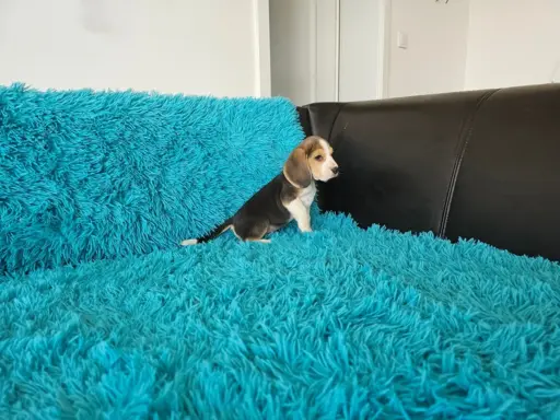 BEAGLE-szczeniaczki po champ., ZKwP/ FCI, mniejsze w typie 4