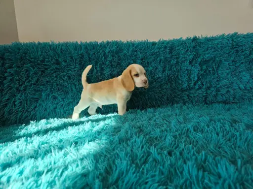 BEAGLE-szczeniaczki po champ., ZKwP/ FCI, mniejsze w typie 5