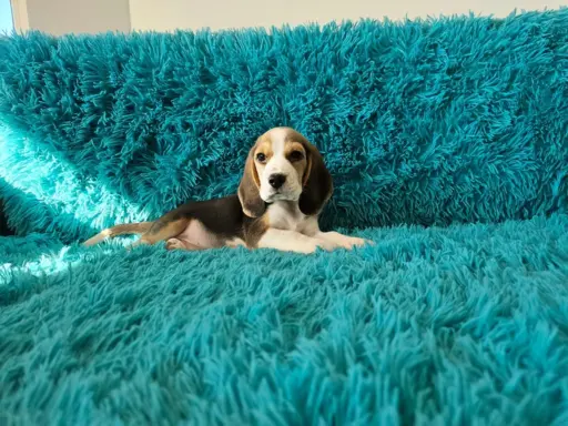 BEAGLE-szczeniaczki po champ., ZKwP/ FCI, mniejsze w typie 1