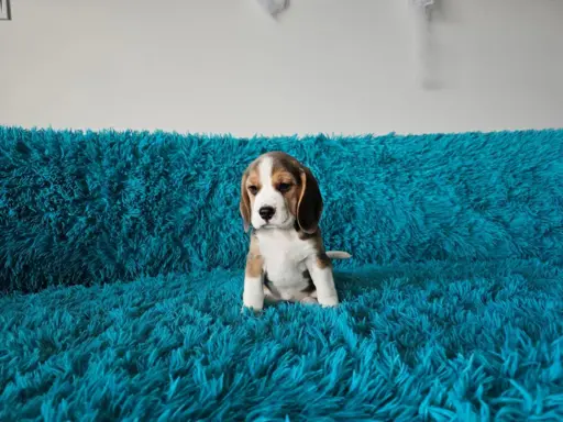 BEAGLE-szczeniaczki po champ., ZKwP/ FCI, mniejsze w typie 6