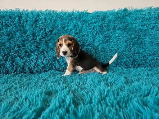 BEAGLE-szczeniaczki po champ., ZKwP/ FCI, mniejsze w typie 7